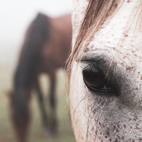 600x600-tiere-behandlung